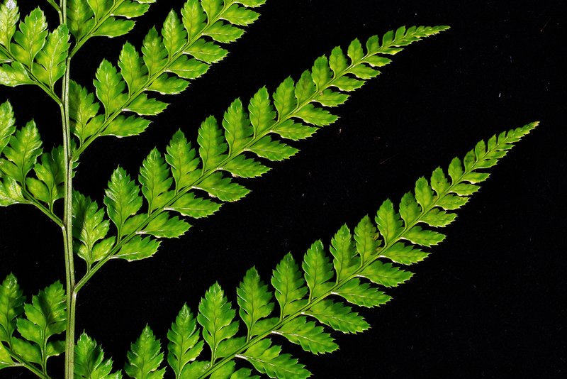  p>刺头复叶耳蕨(学名: i>arachniodes aristata /i> (g. forst.