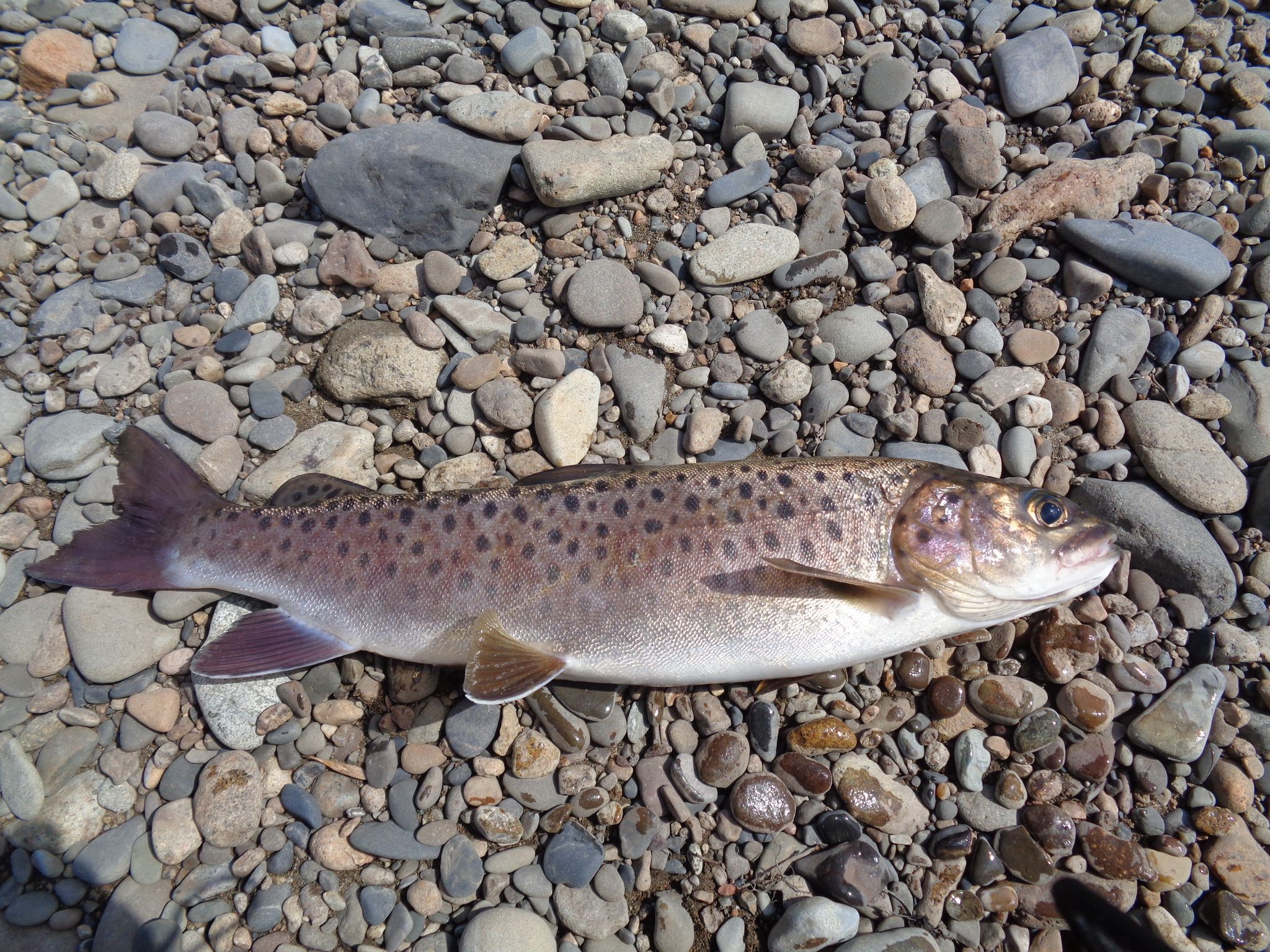  p>细鳞鲑(学名: i>brachymystax lenok /i>)是鲑科,细鳞鱼属鱼类.