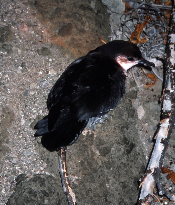  p>小鹱(学名: i>puffinus assimilis /i>),是鹱科剪水鹱属的鸟类.