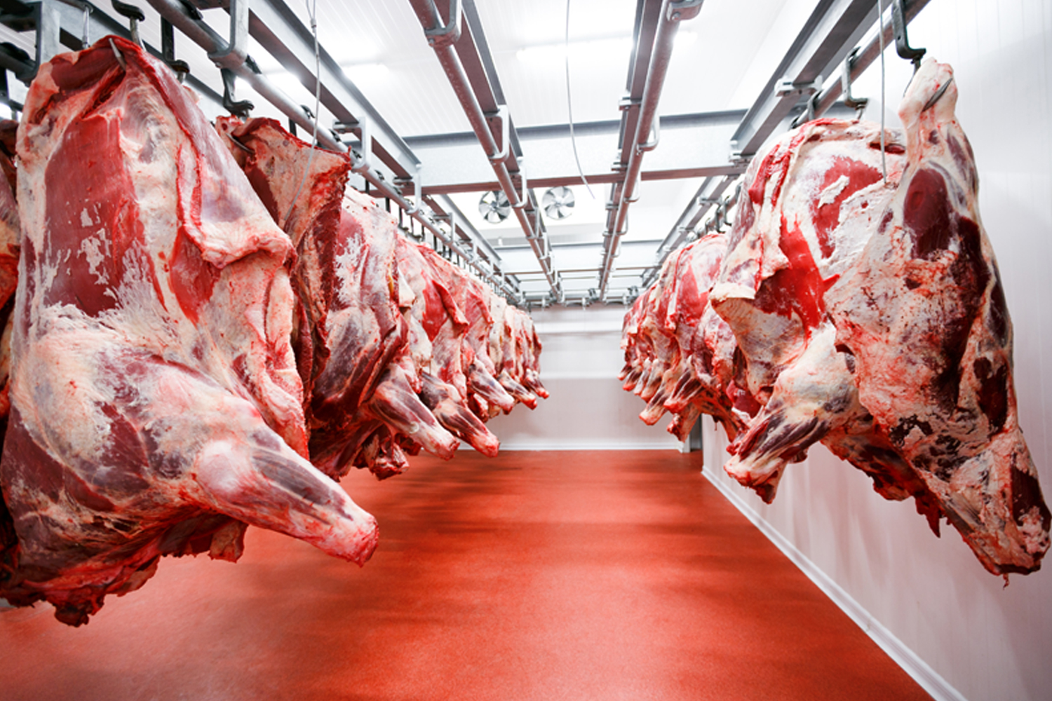 2013年成立于新西兰,主营牛,羊肉屠宰,加工及其可食用副产品加工和