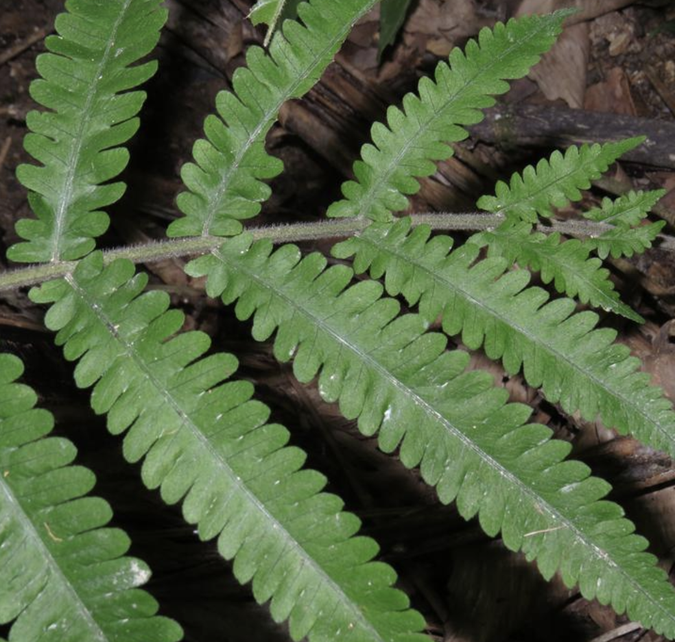 ching)是金星蕨科,毛蕨属蕨类植物.