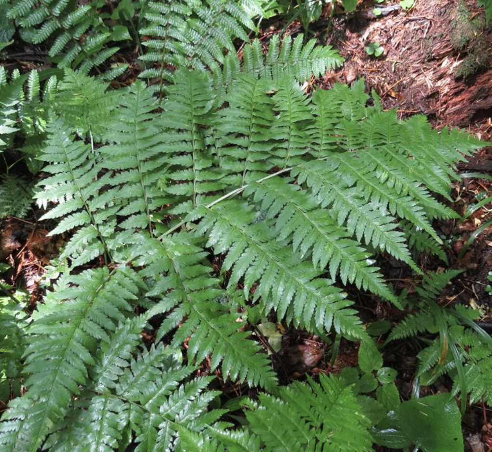  p>华北鳞毛蕨(学名: i>dryopteris goeringiana  /i>(kunze) koidz.