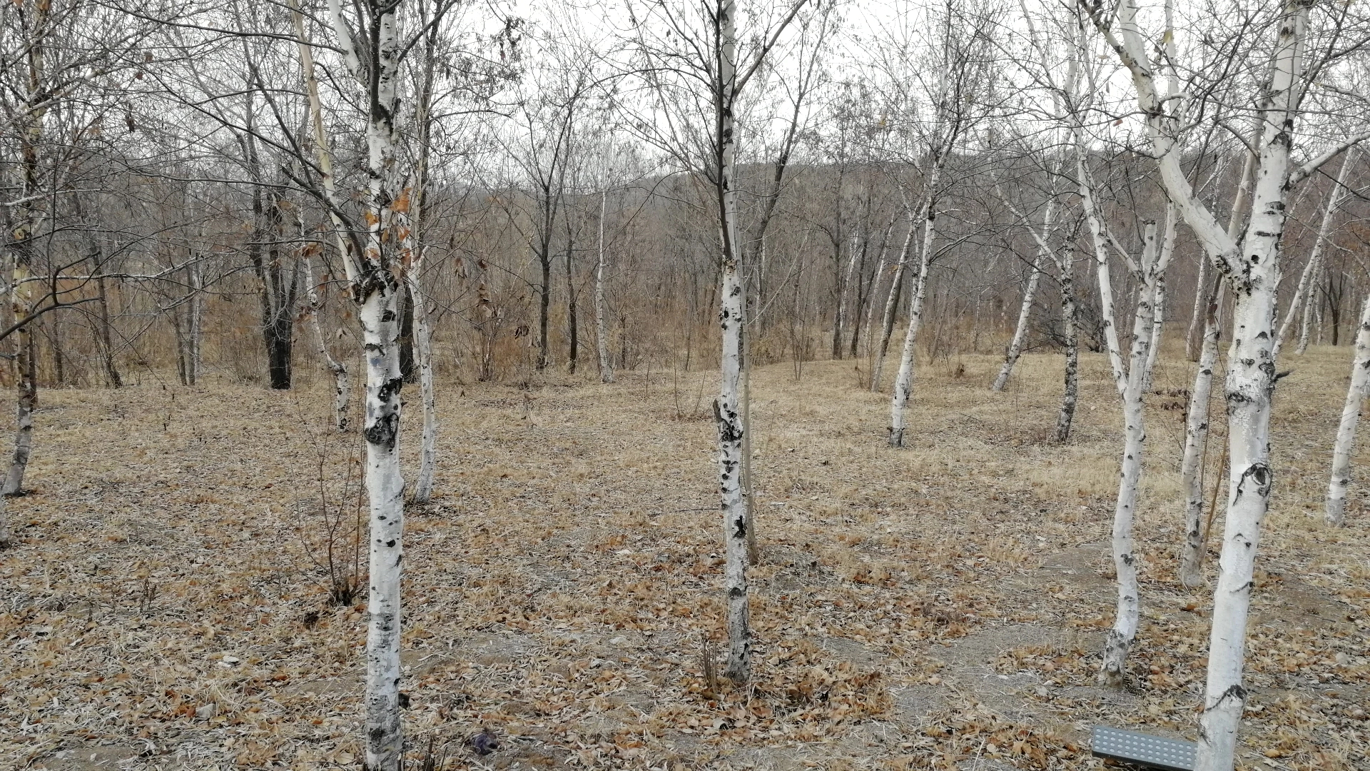 p>桦树是桦木属植物的通称.