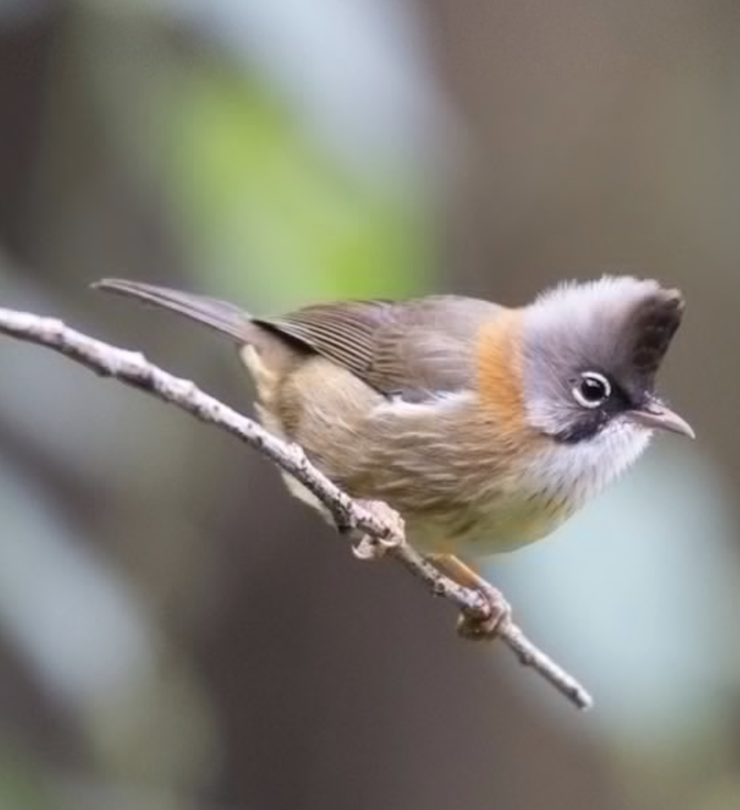  p>白项凤鹛(学名: i>yuhina bakeri /i>)是画眉科,凤鹛属的小型鸟类