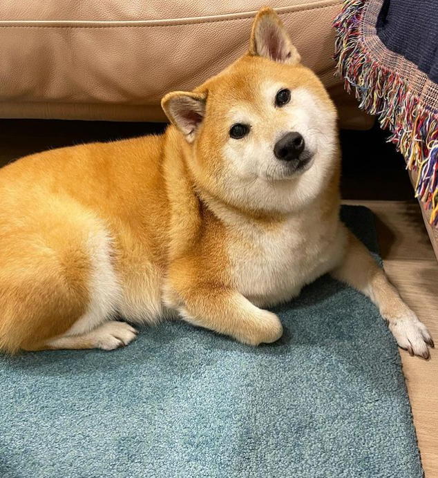 18日)知名"废柴"表情包 a target="_blank" href="/item/柴犬/524441"