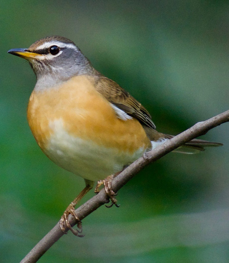  p>赤胸鸫(学名: i>turdus chrysolaus /i>)是鸫科,鸫属中型鸟类,体长