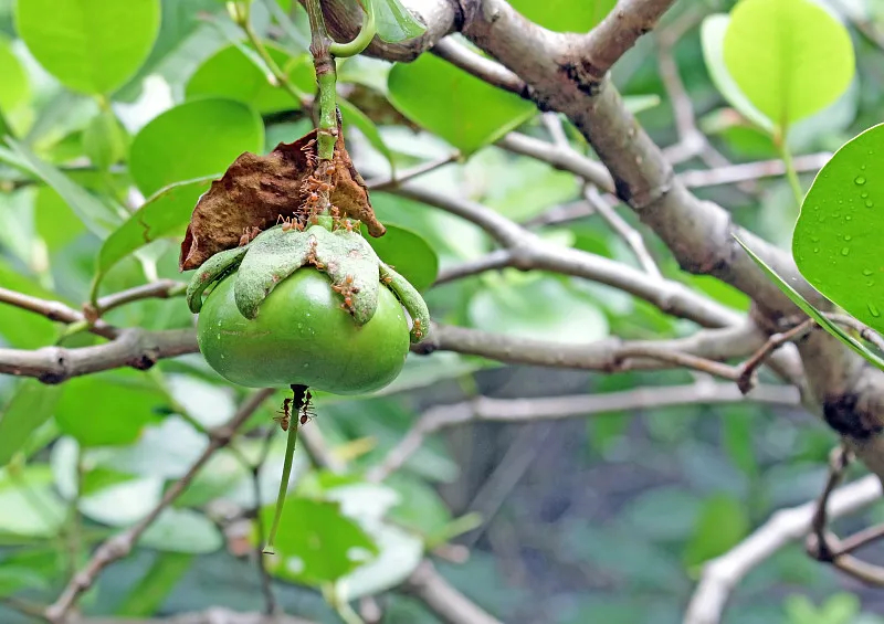 engler)是千屈菜科海桑属乔木.