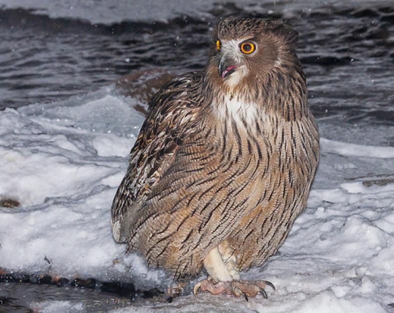  p>毛腿雕鸮(学名: i>bubo blakistoni /i>):是鸱鸮科,雕鸮属的大型 