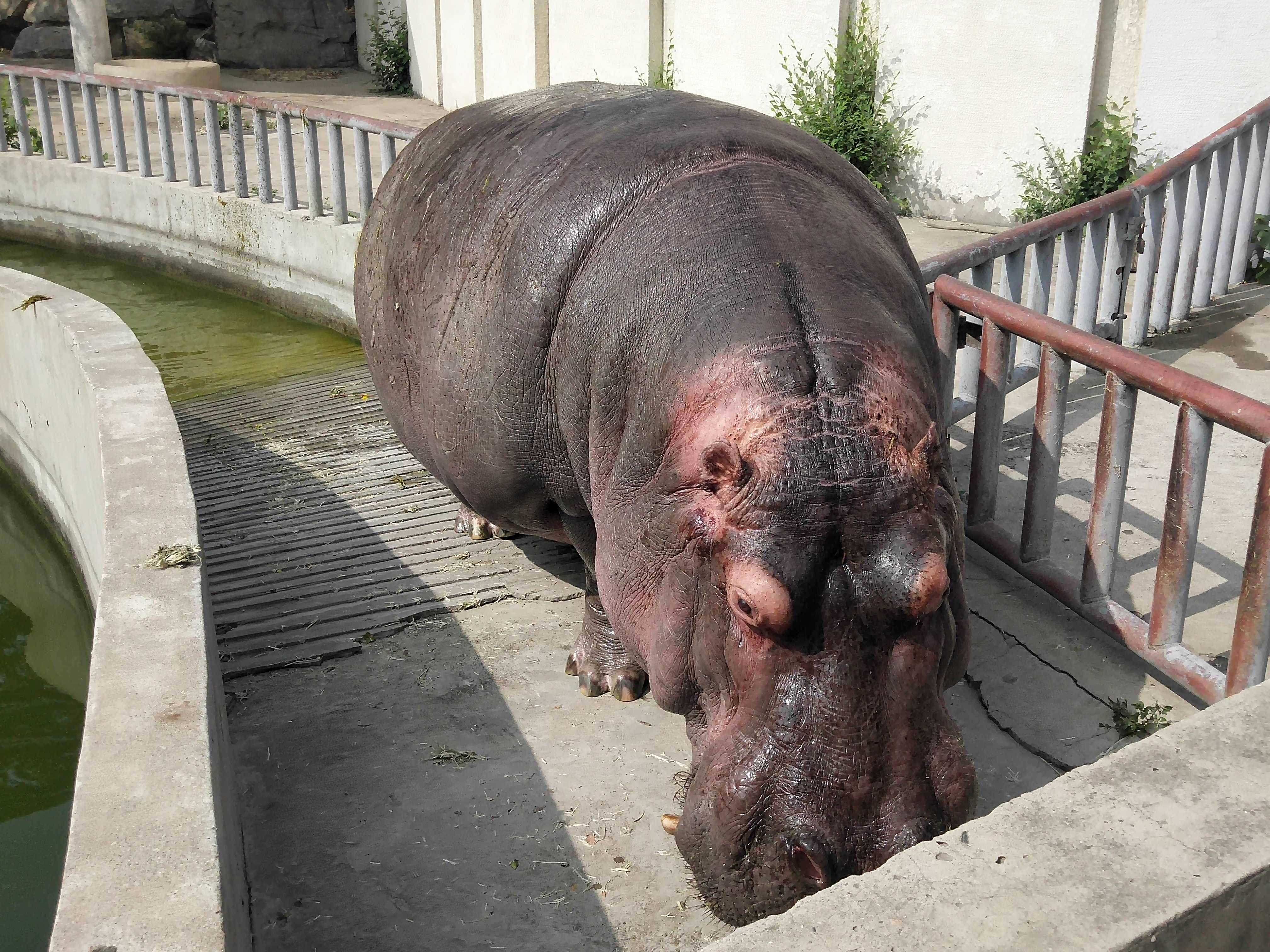  p>河马科 hippopotamidae偶蹄目的 1科.共有2属2种.