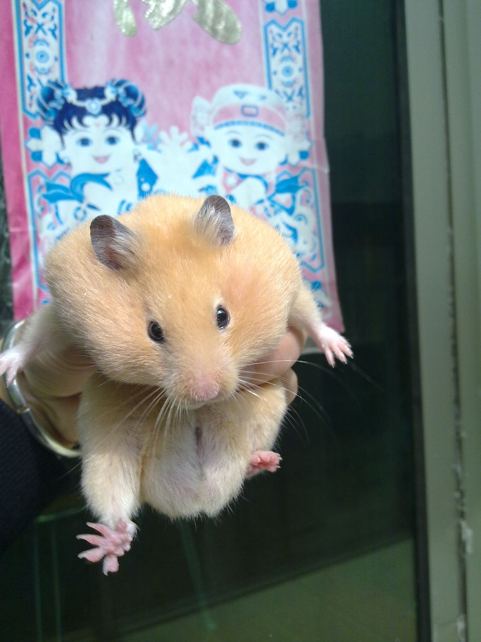  p>金丝鼠就是金丝熊,学名叫黄金仓鼠,仓鼠科动物,体型很大,可以长到