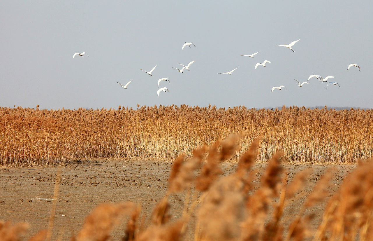 江苏盐城保护区