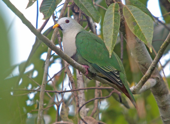  p>黑颏果鸠(学名: i>ramphiculus leclancheri /i>):体长28-29厘米.