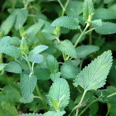  p>欧薄荷为草本植物.