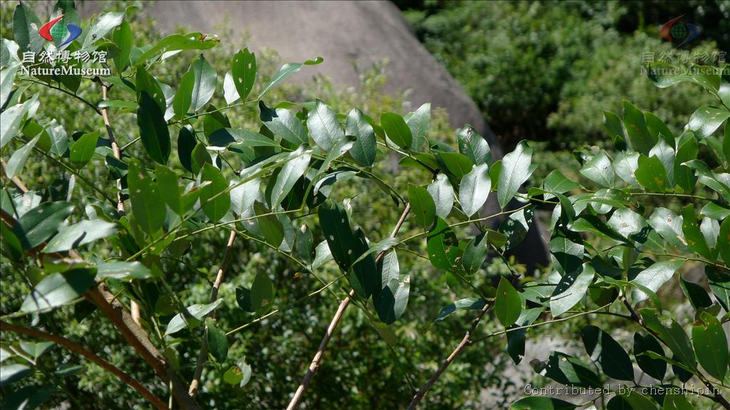  p>黄檀属(学名:dalbergia)是豆科黄檀属植物.约120种,分布于热带.