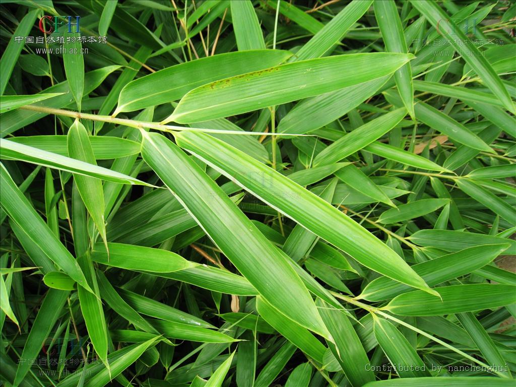 bashania keng f. et yi