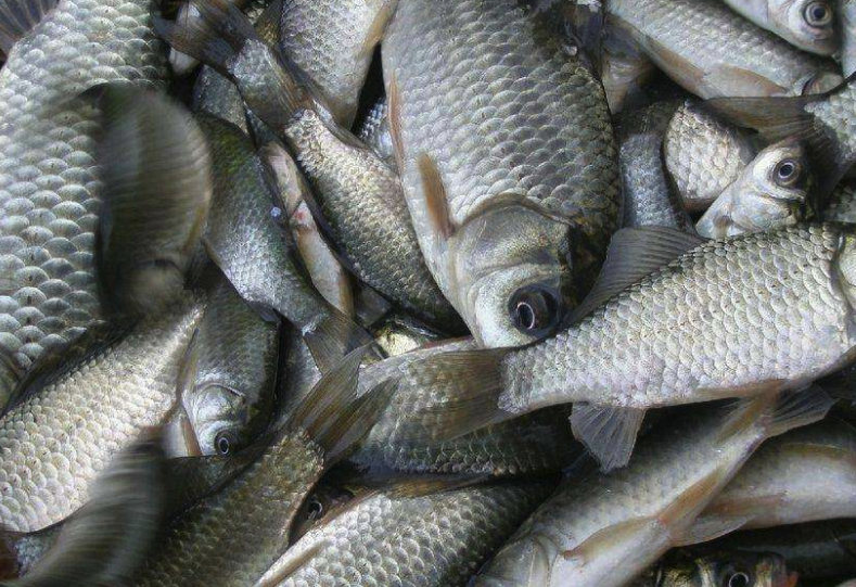 如东北部,东台东南部称 a target="_blank" href="/item/鲫鱼/322414"