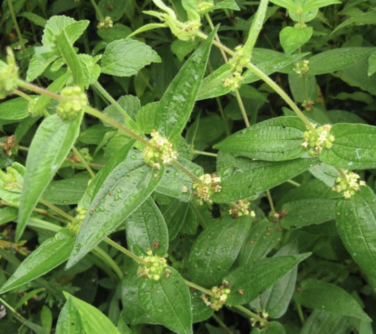 别称:糯米草,糯米藤,糯米条,红石藤,生扯拢,蔓苎麻,乌蛇草,小粘药等