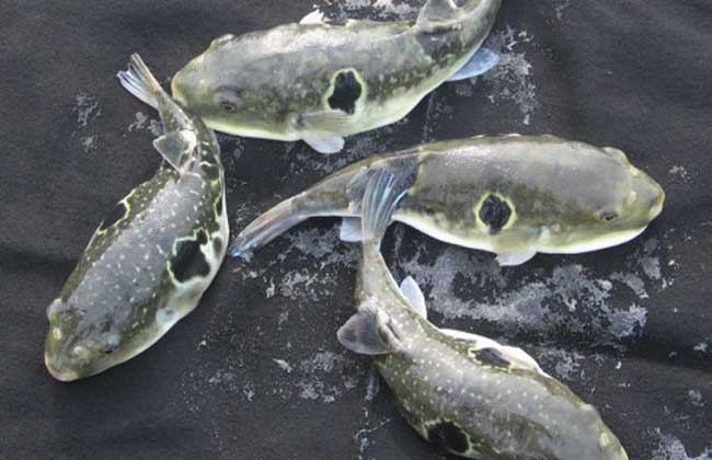  p>红鳍东方鲀(学名: i>takifugu rubripes /i>):是大形 a href="#">