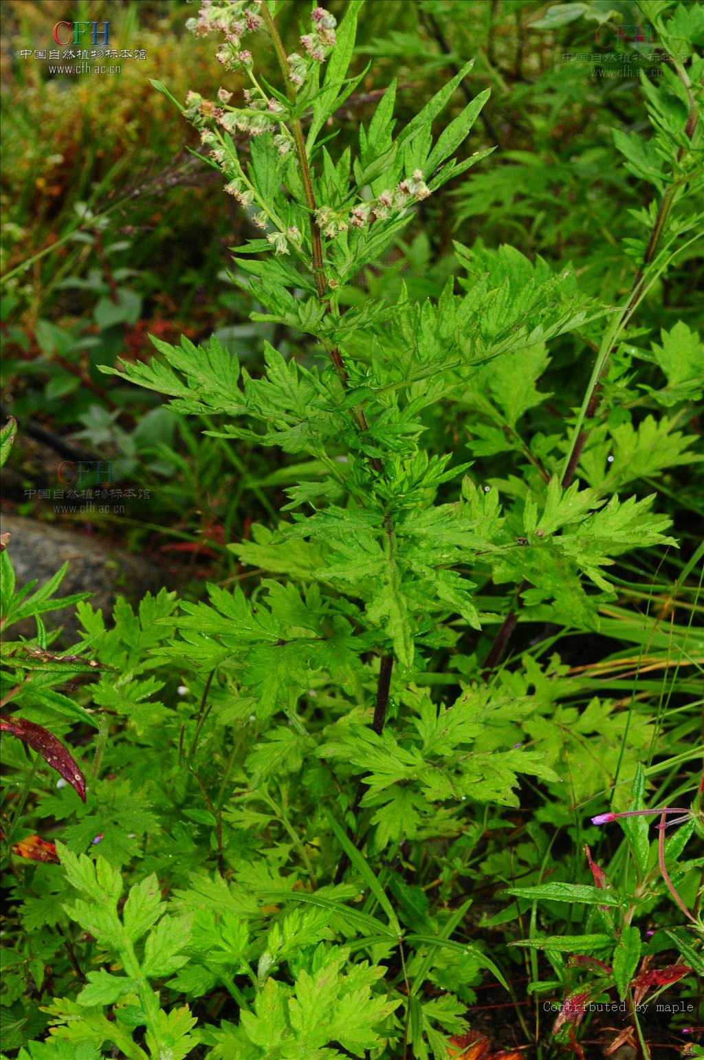  p>甘青蒿( a href="#" data-lemmaid="8074290">学名 /a>:artemisia