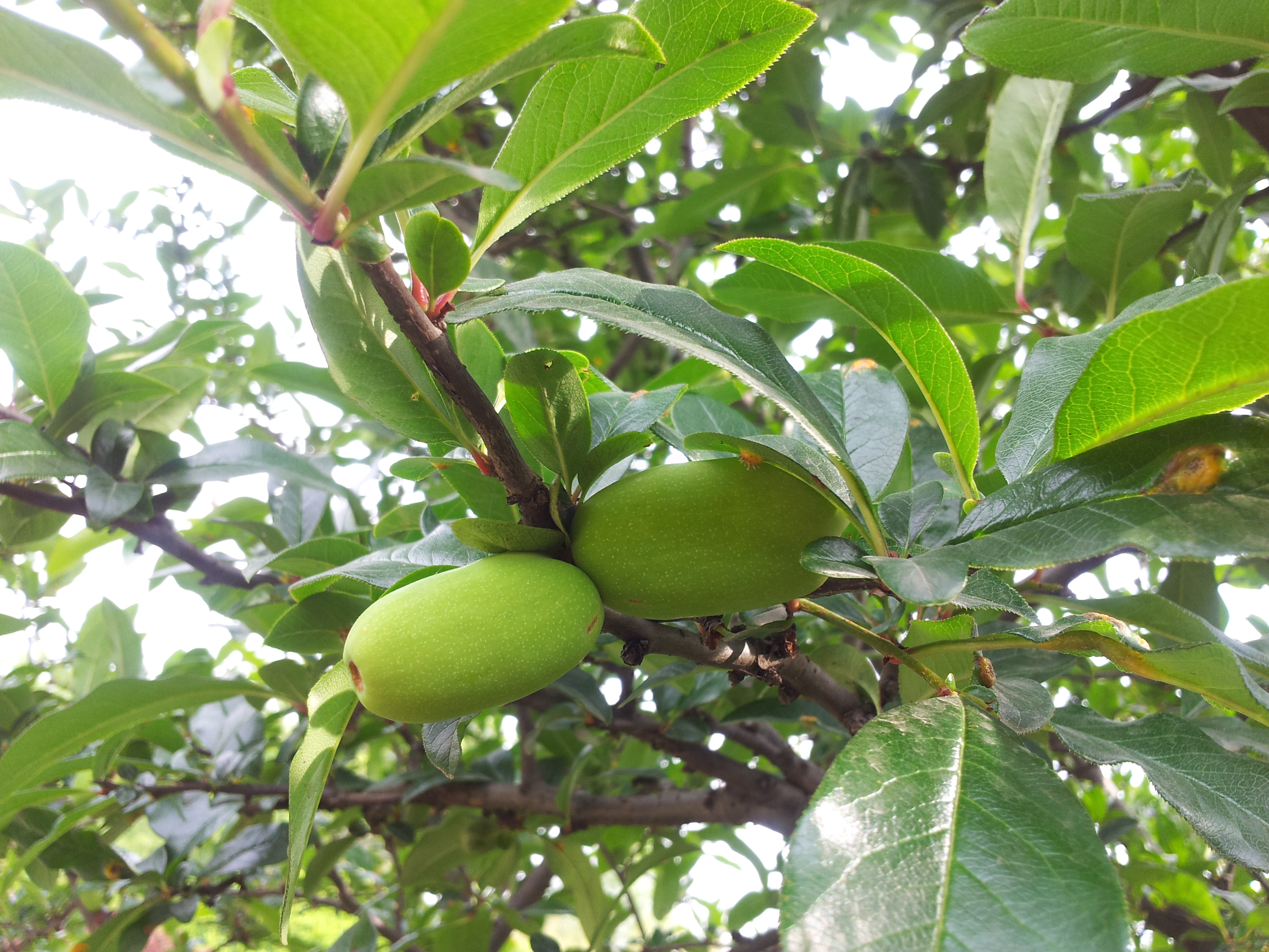 1121901">蔷薇科 /a> a href="#" data-lemmaid="2894732">木瓜属 /a>