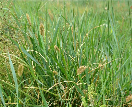 agropyron desertorum (fisch.) schult.