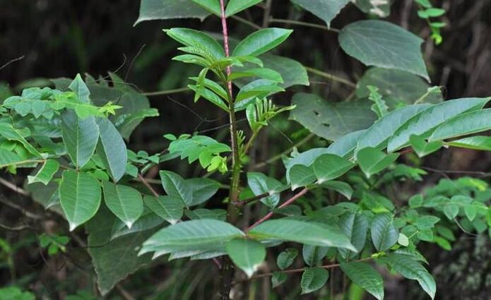  p>毛刺壳花椒产广西天峨,贵州(安龙),云南(文山,蒙自等). /p>