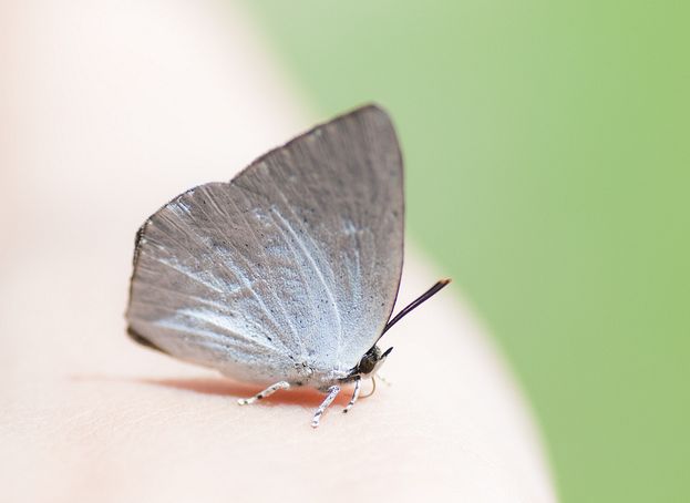  p>银灰蝶(学名:curetis acuta)是一种小型美丽的 a href="#">蝴蝶 /a