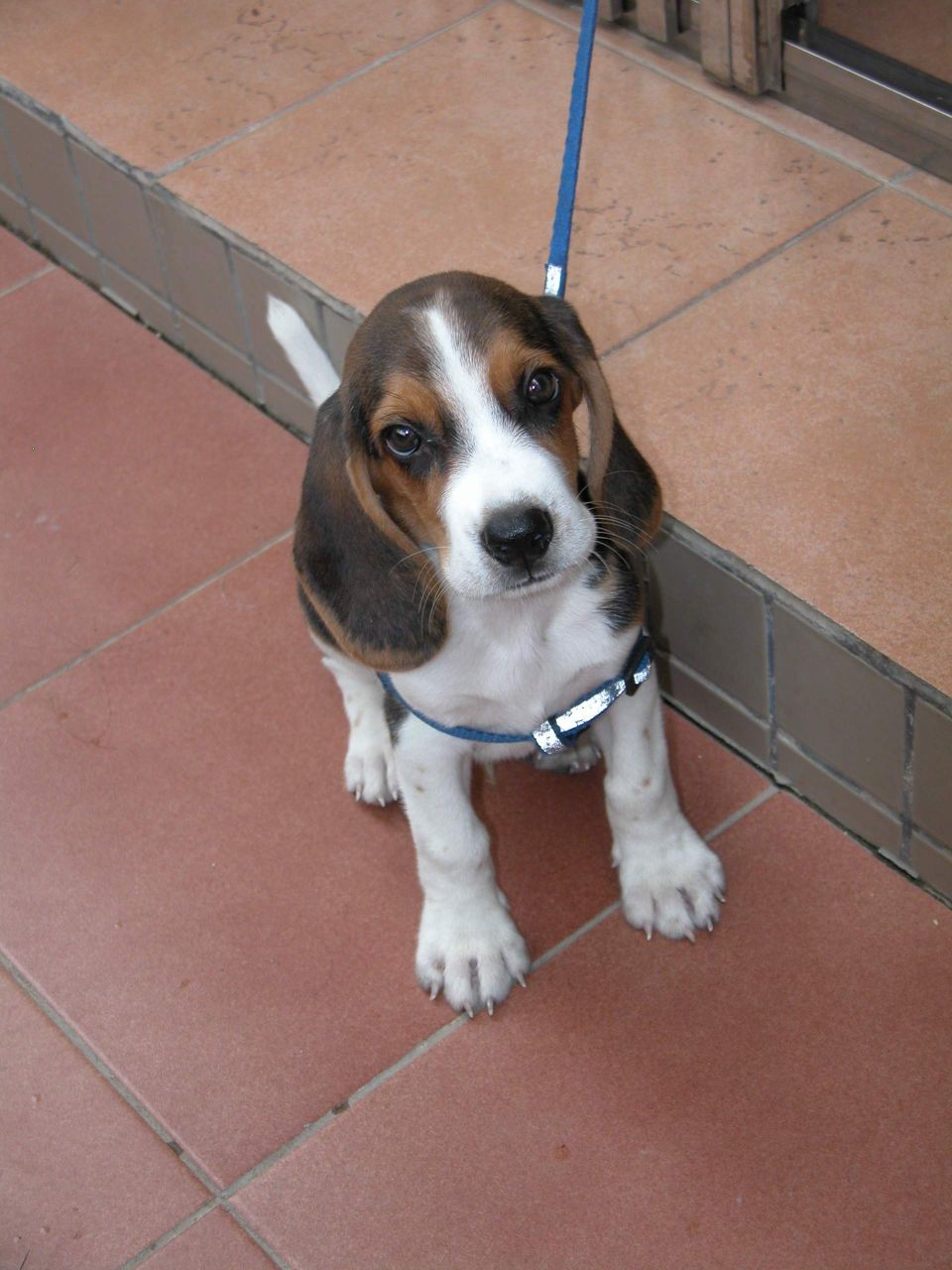  p>米格鲁猎兔犬又称为"比格犬",是世界名犬犬种之一,在分类上属于