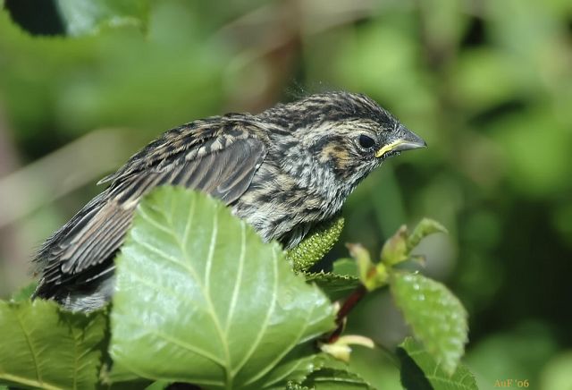  p>小鹀(学名: i>emberiza pusilla /i>),是鹀科鹀属的一种动物.