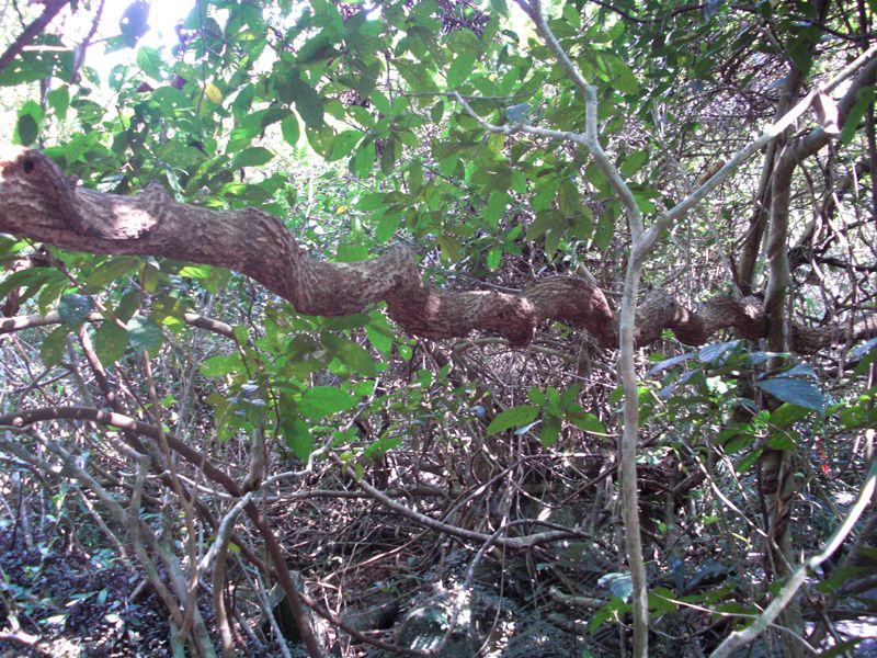  p>榼藤(学名:entada phaseoloides)亦称 a target="_blank" href="