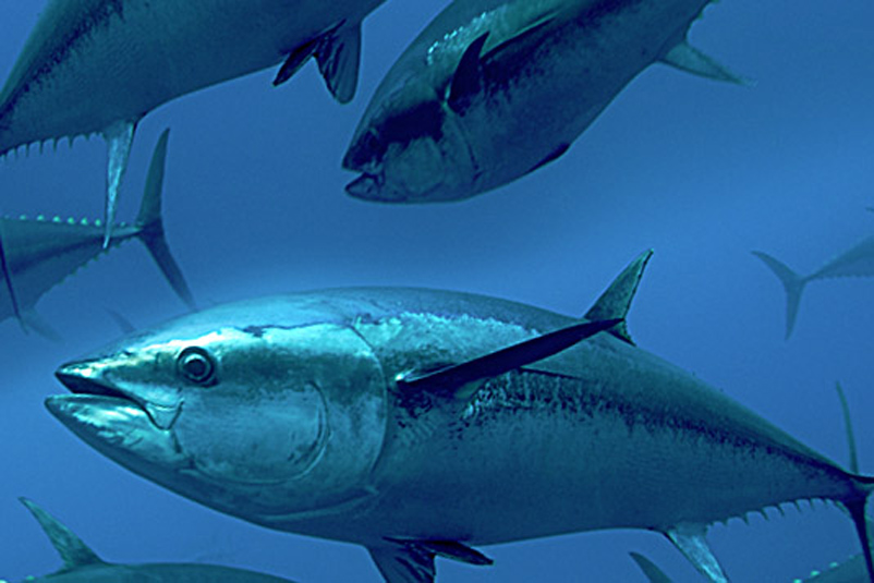 alalunga)外形呈鱼雷状,皮肤光滑, a href="#">鱼鳍 /a>流线型