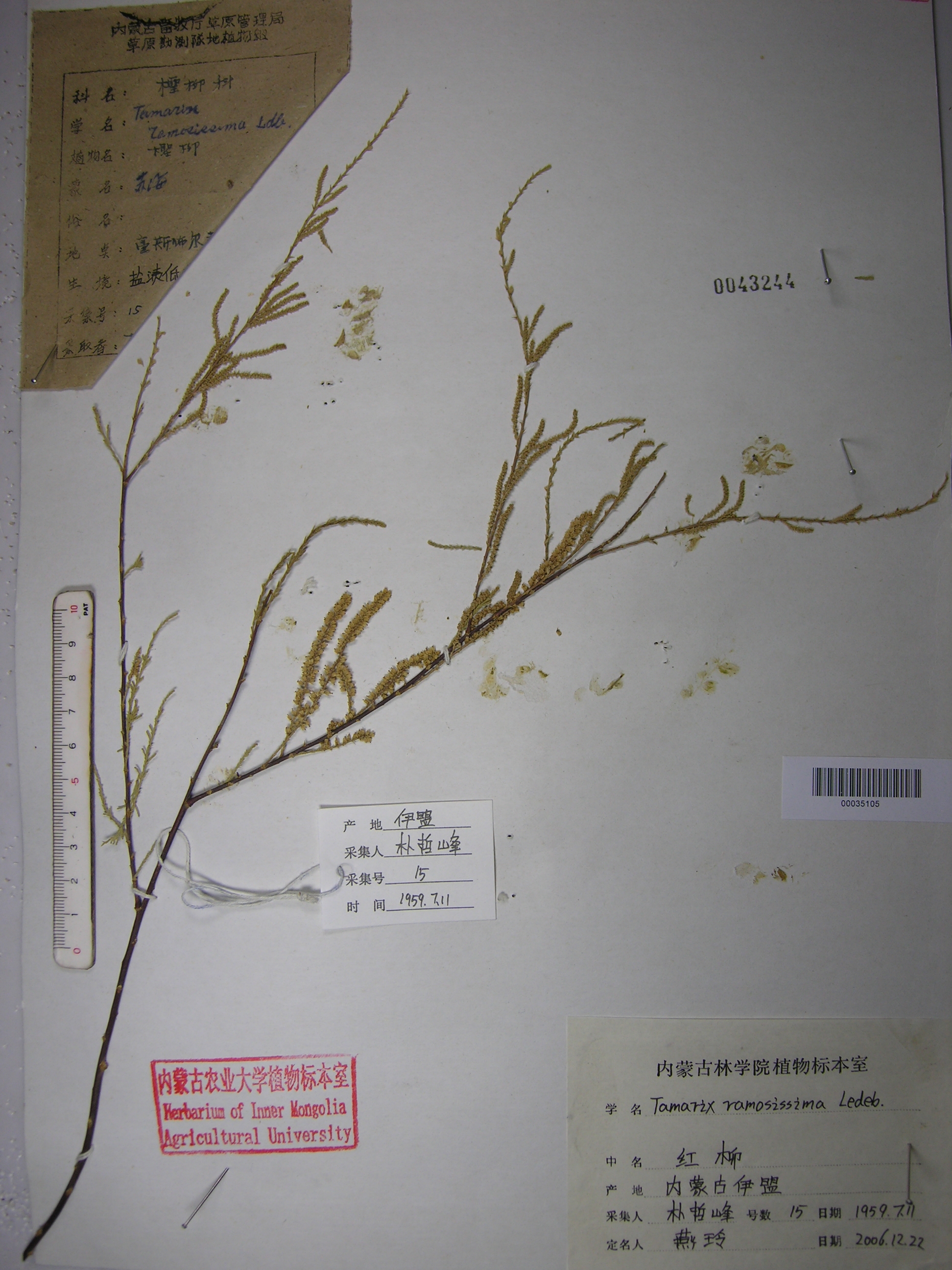 tamarix ramosissima ledeb