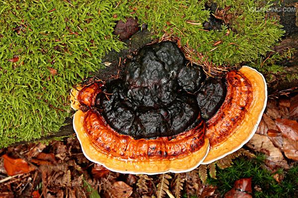 polyporus varius pers. : fr.