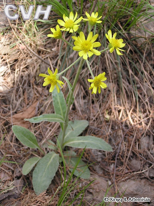  p data-id="go17qu48h9">狗舌草( i>tephro