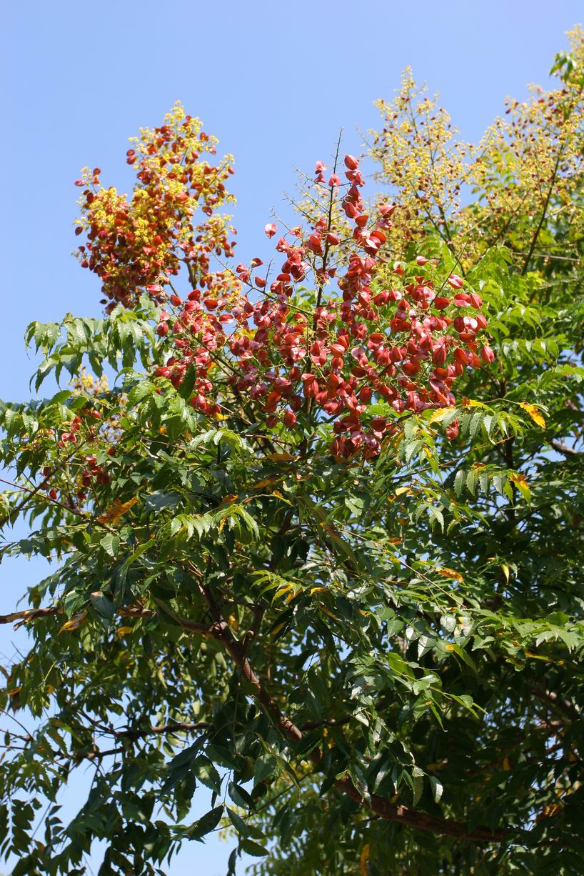  p>台湾栾树(拉丁学名:koelreuteria elegans subsp.