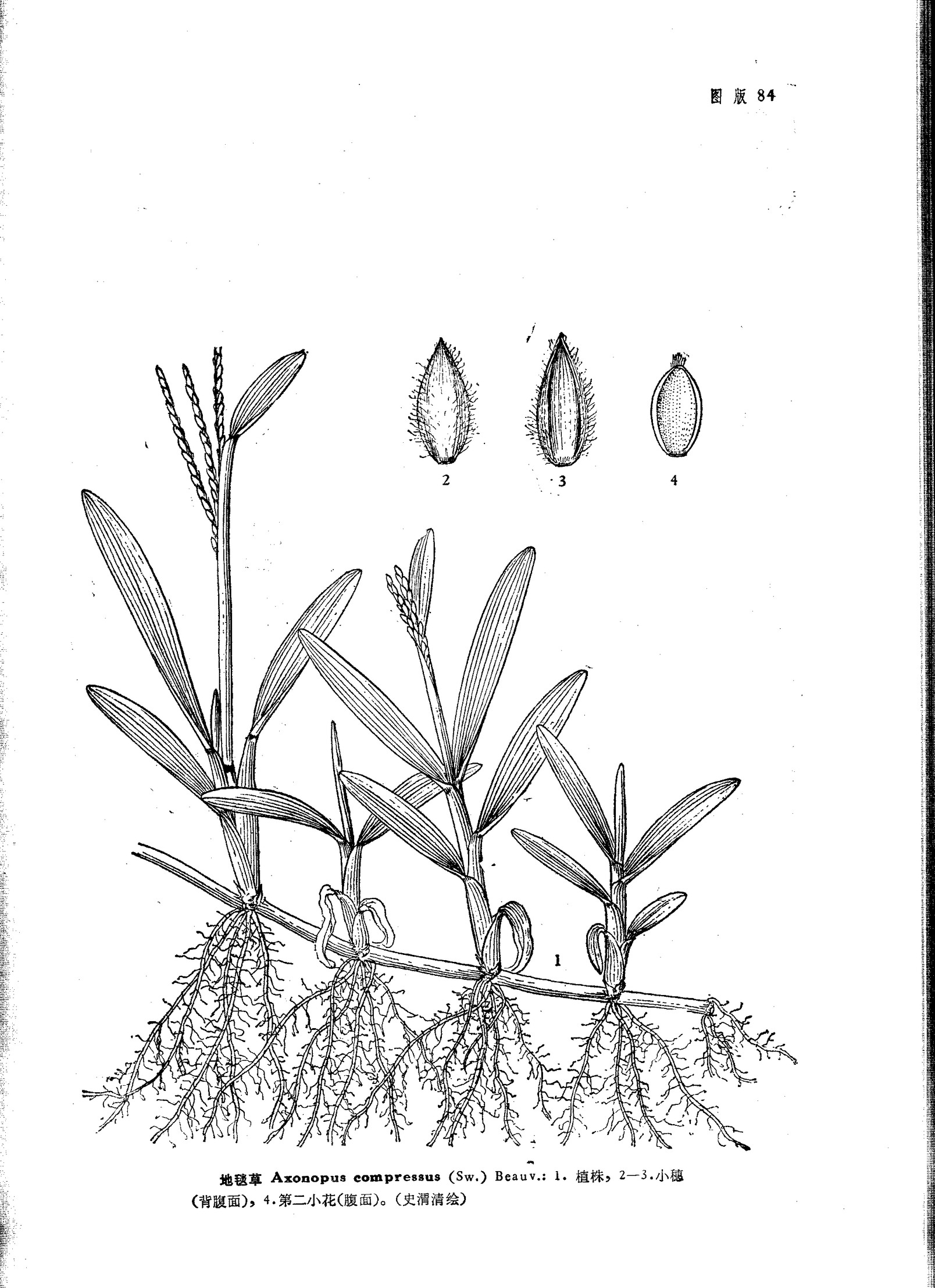 p. beauv. )是禾本科,地毯草属多年生草本植物.