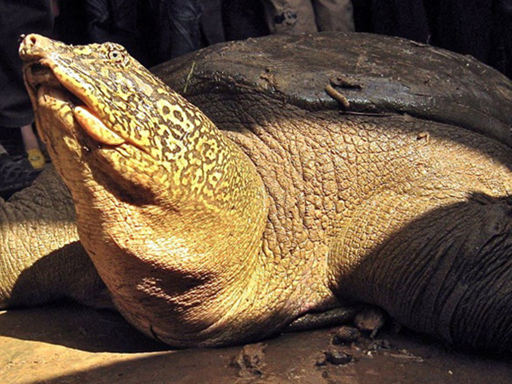  p>斑鳖(学名: i>rafetus swinhoei /i>):又名 a target="_blank"