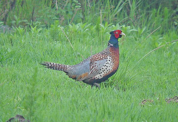 相似,但具白色眉纹,颈圈亦存在,但很窄狭并常在前颈处中断,据模式标本