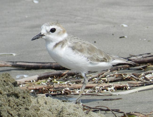  p>白脸鸻(学名: i>charadrius dealbatus /i>):体长16-17厘米,属中