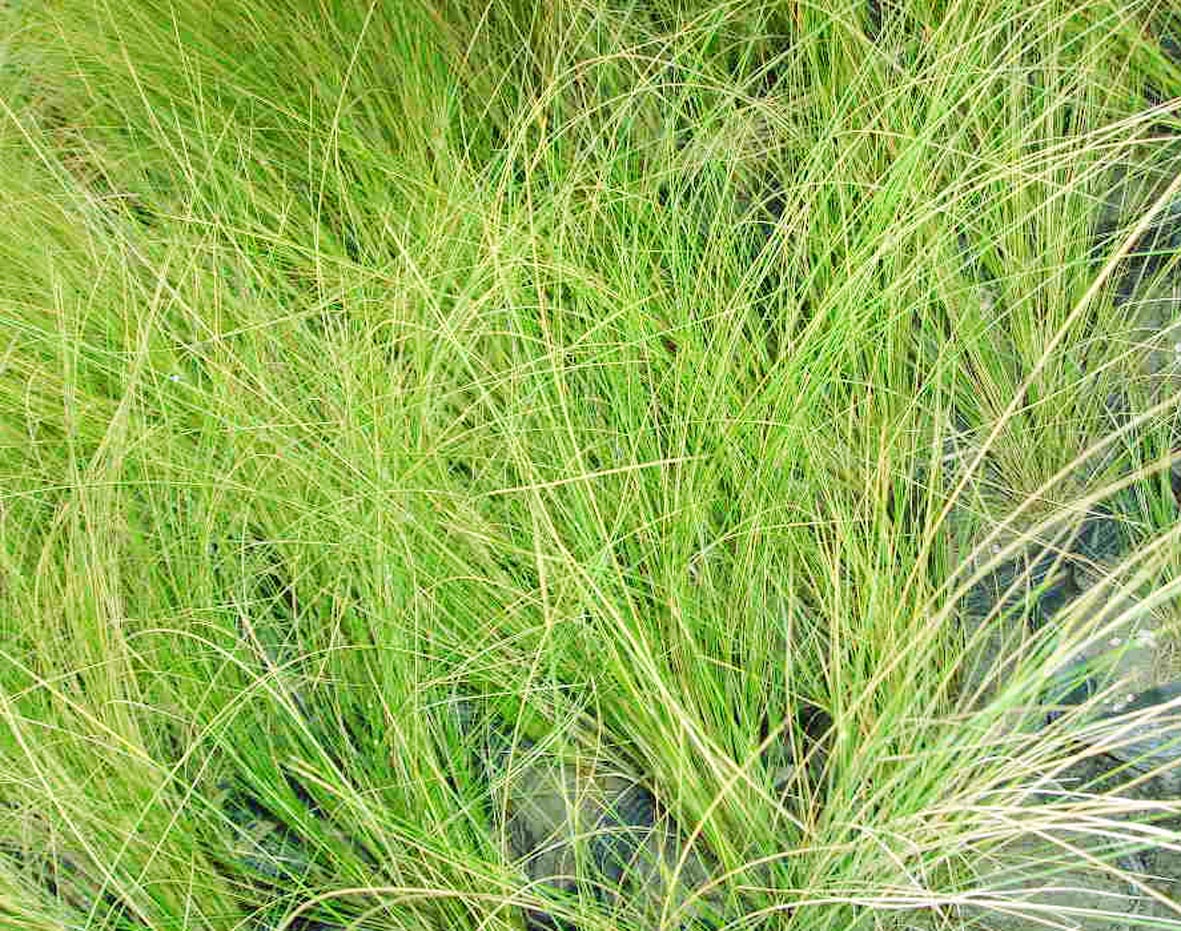  p>针茅(学名: i>stipa capillata /i> l.