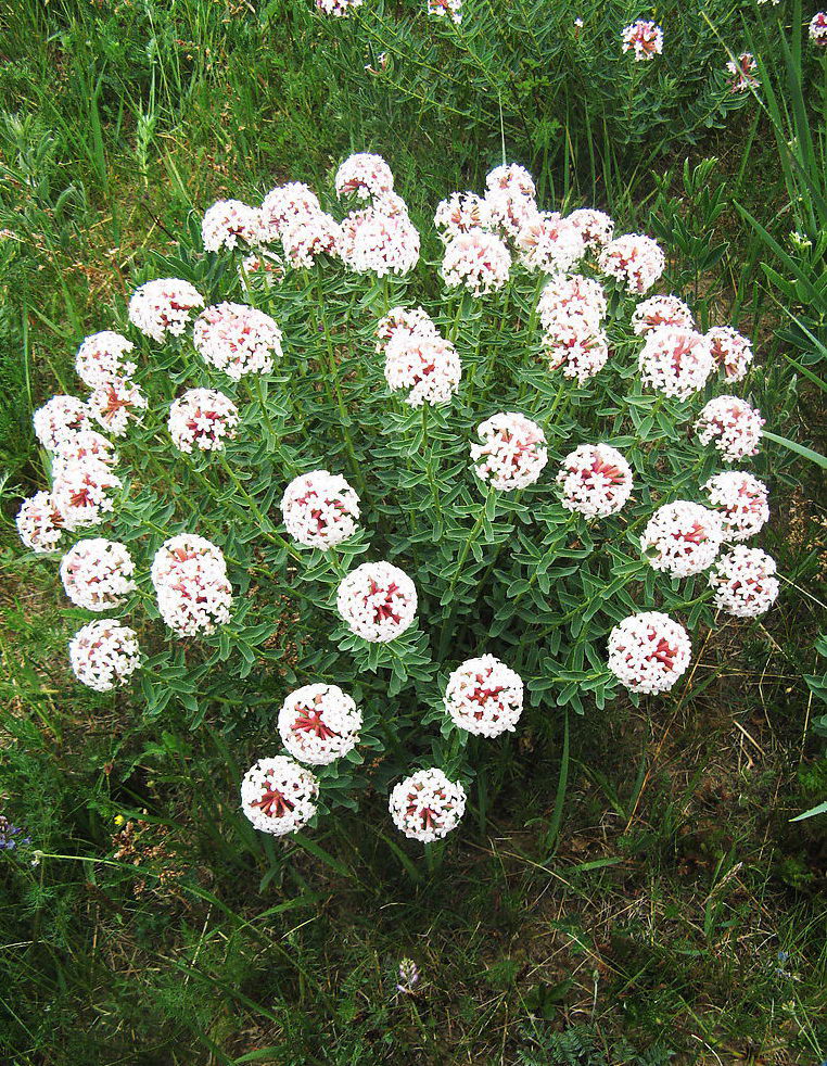 id="tbhqspvr5bbn">馒头花又名狼毒,是瑞香科狼毒属的多年生草本植物