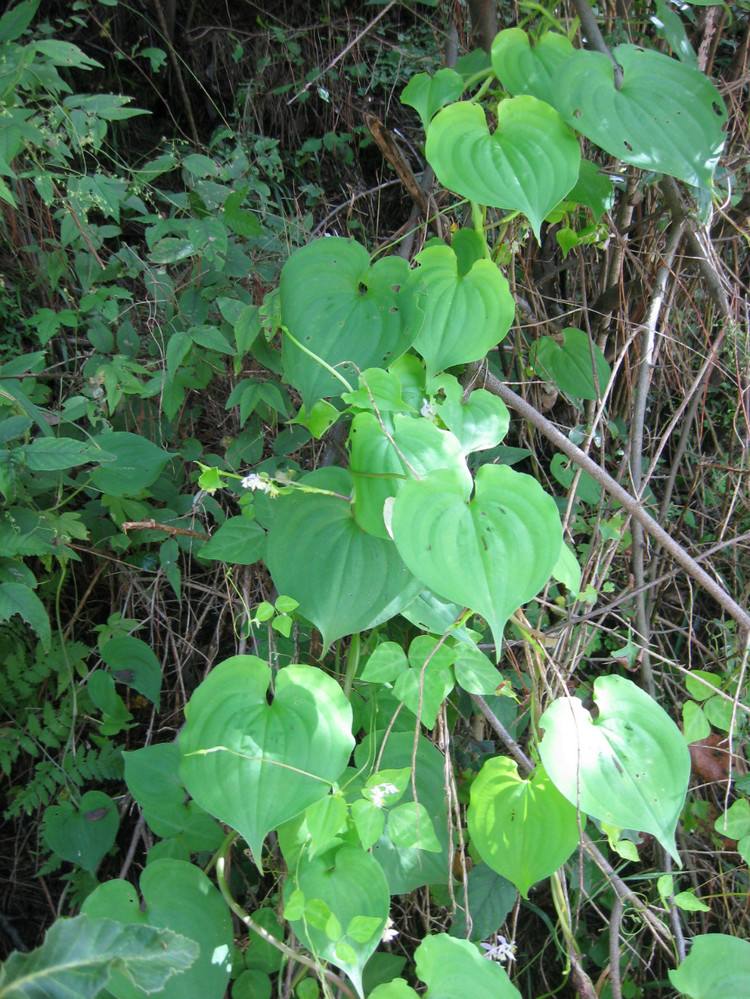  p>鸭跖草属,全国均产,东南部尤盛,其中 a href="#">鸭跖草 /a>c.