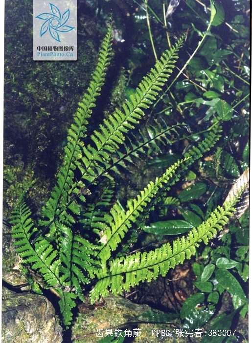  p>齿果铁角蕨(学名: i>asplenium cheilosorum /i> kunze ex mett)是