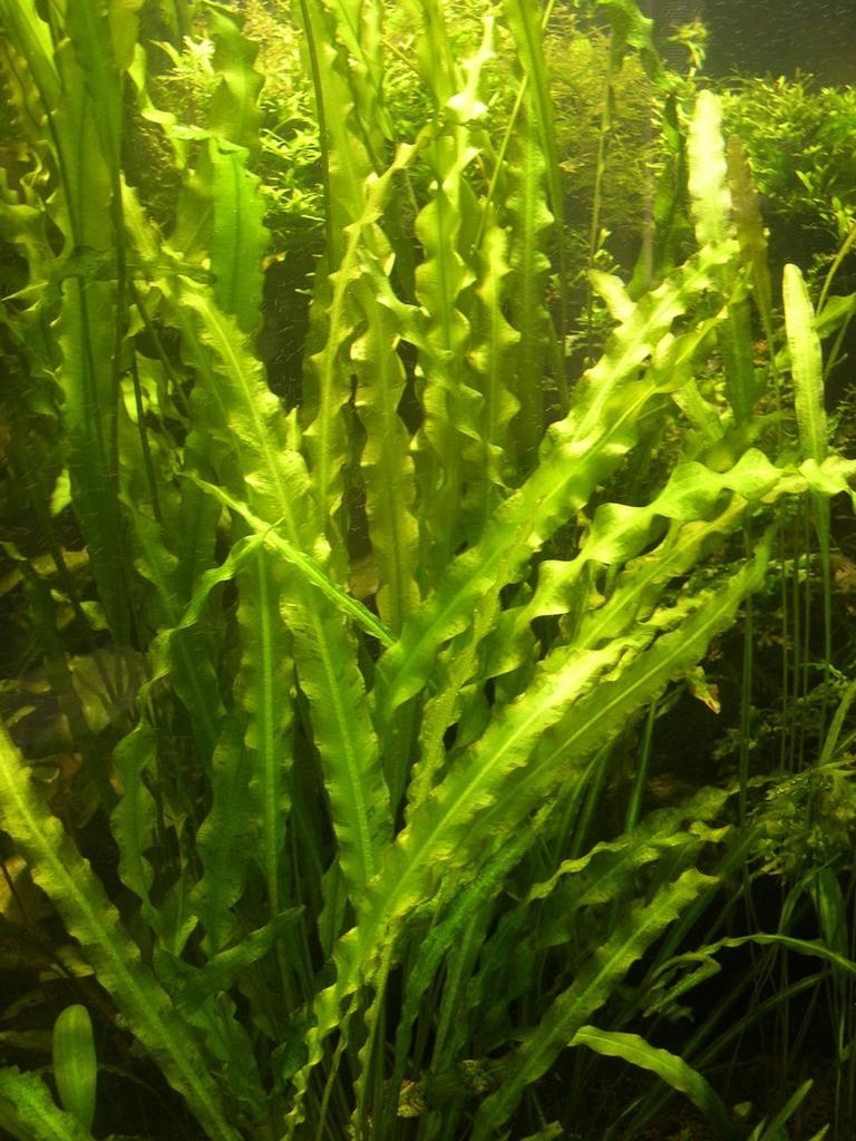 多年生沉水草本.