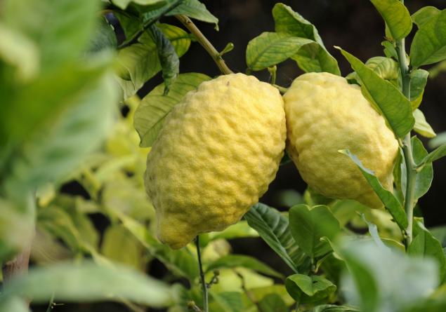  p>香橼(学名: i>citrus medica  /i> l.