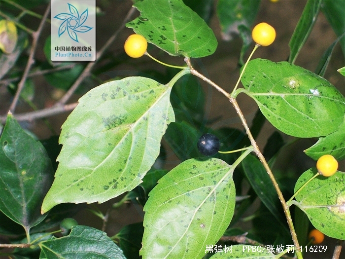  p>黑弹树(学名: i>celtis bungeana /i> bl.