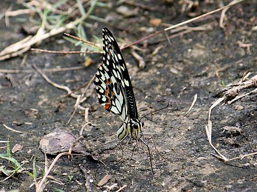  p>达摩凤蝶(papilio demoleus linnaeus蝴蝶)是一种常见的分布广泛的