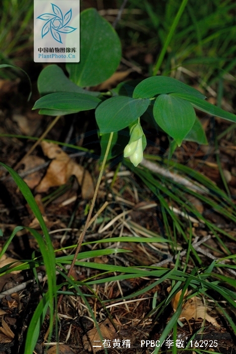  p>二苞黄精(学名: i>polygonatum macropodium /i>):是百合科,黄精