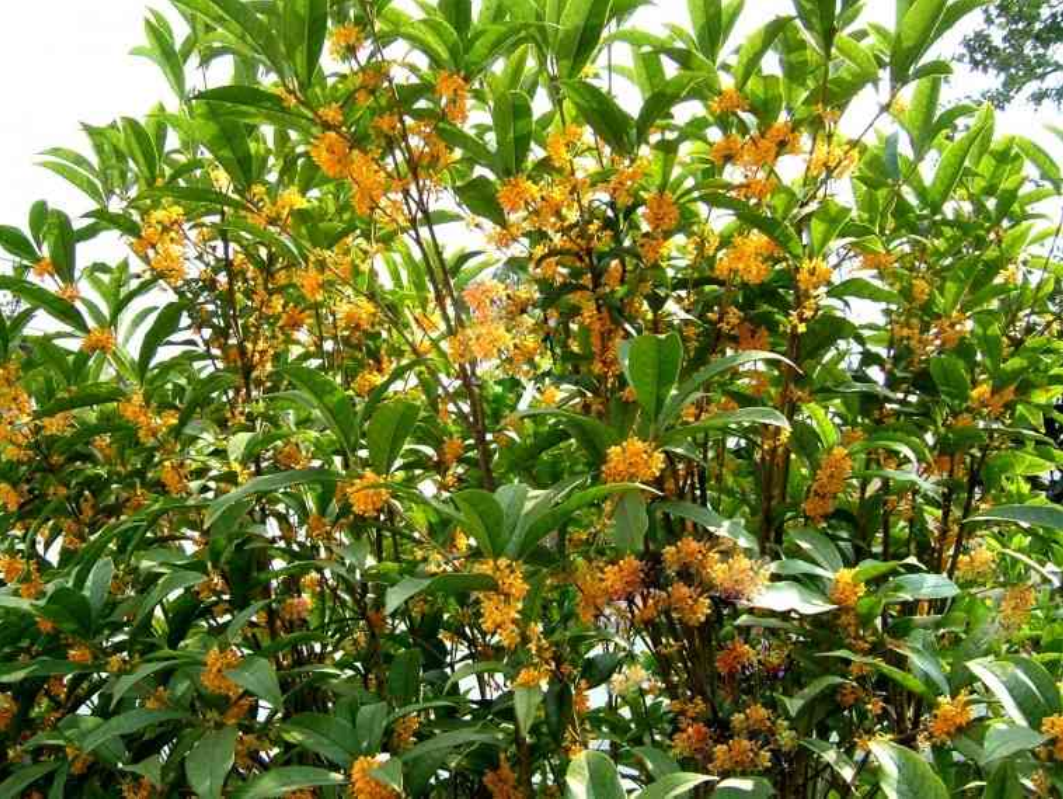  p>四季桂,叶子对生,多呈椭圆或长椭圆形,叶面光滑,革质,叶边缘有锯齿