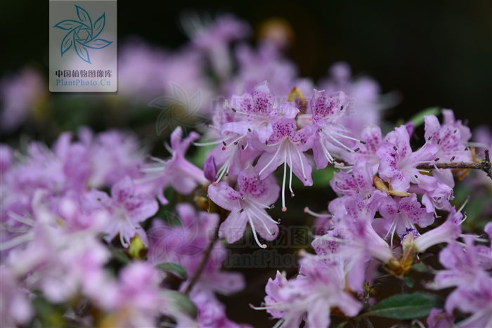  p>亮毛杜鹃(学名: i>rhododendron microphyton /i> franch.